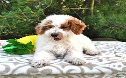 Mini Goldendoodle dogs for sale: Buster - Image 17