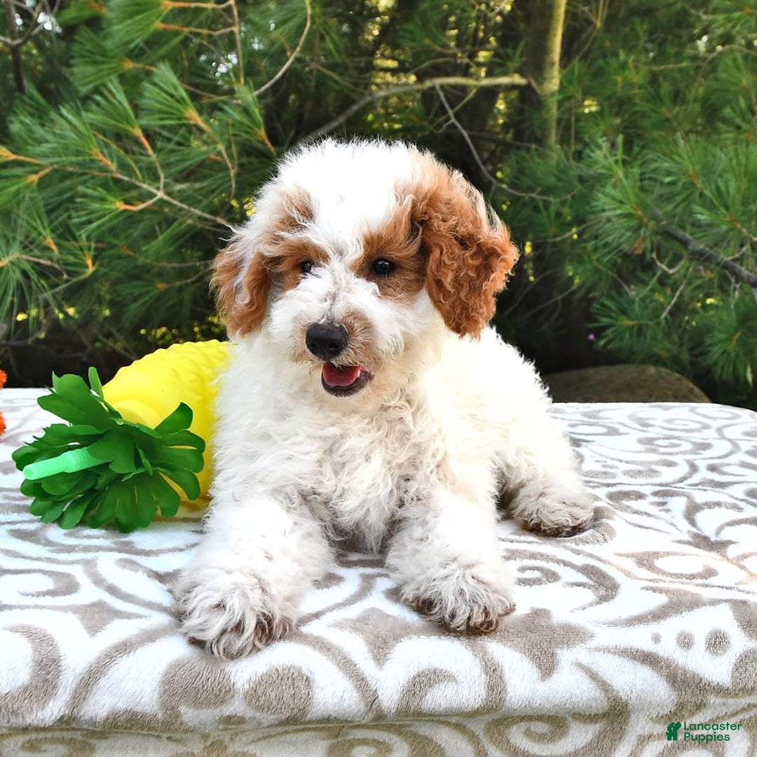 Mini Goldendoodle dogs for sale: Buster - Image 17