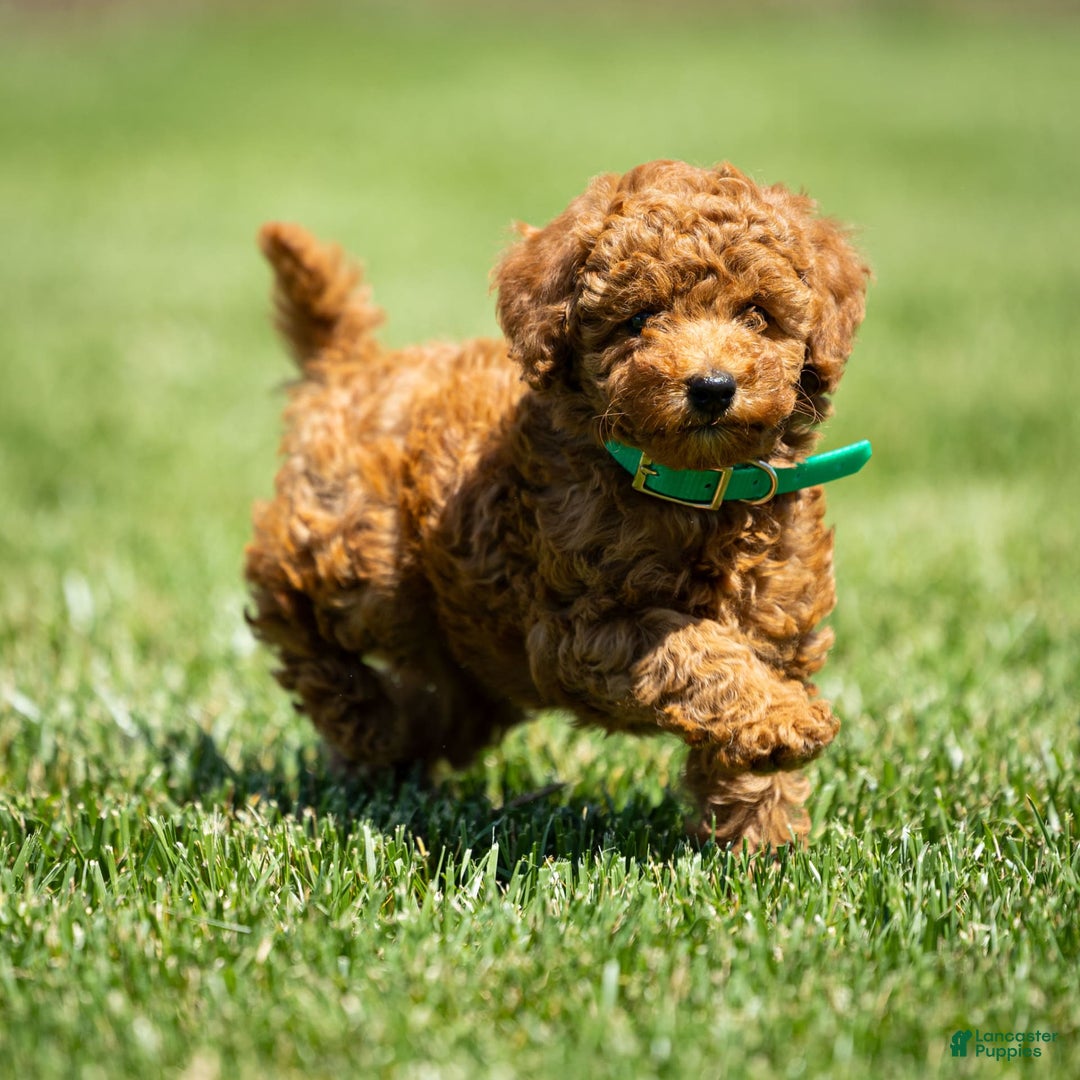 Goldendoodle dogs for sale: April - Image 7