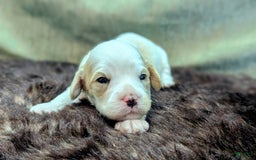 Cockapoo dogs for sale: Astrid - Image 1