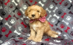 Cavapoo dogs for sale: Spade - Image 8