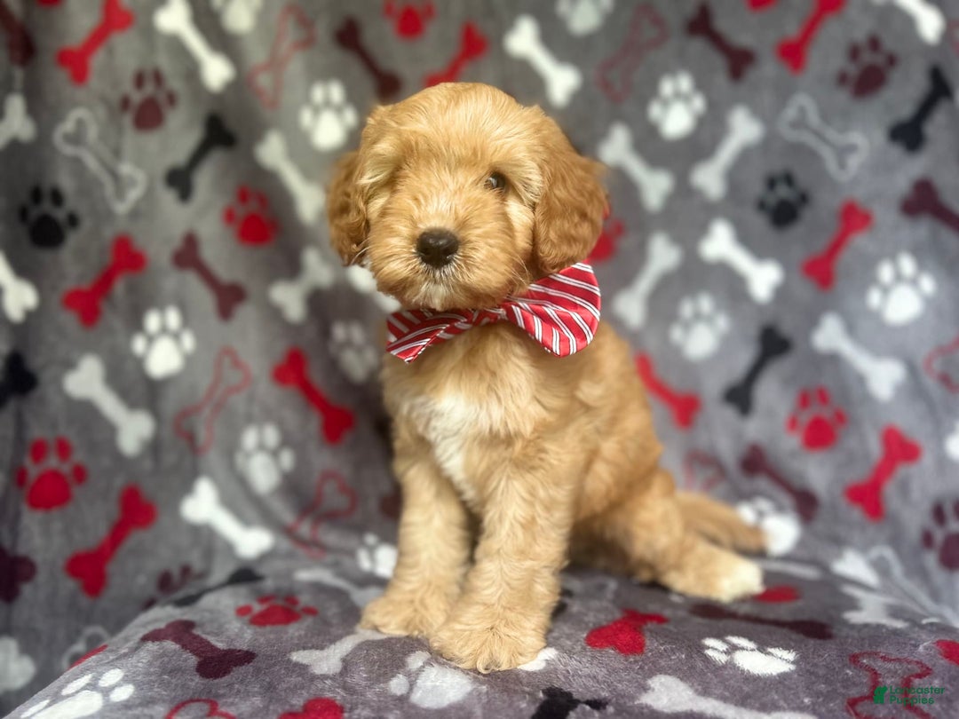 Cavapoo dogs for sale: Spade - Image 8