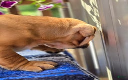 English Bulldog dogs for sale: Hunter - Image 9