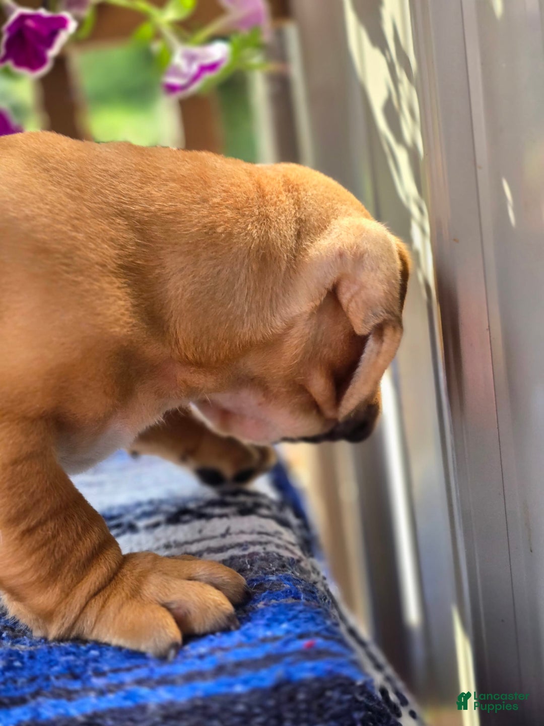 English Bulldog dogs for sale: Hunter - Image 9