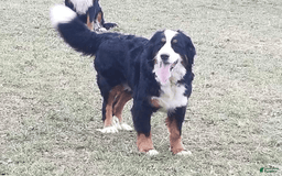 Mini Bernedoodle dogs for sale: Koda - Image 17