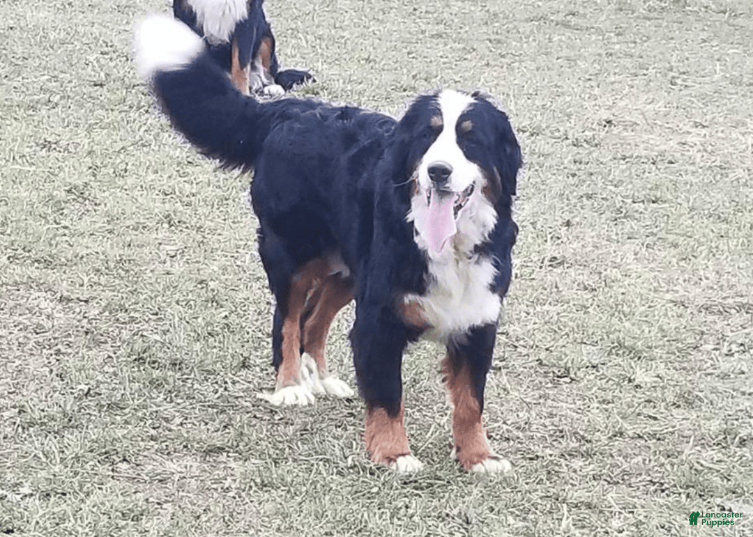 Mini Bernedoodle dogs for sale: Koda - Image 17