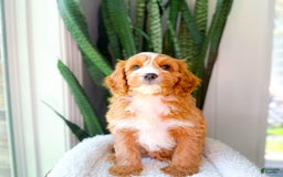 Cavapoo dogs for sale: Yukon - Image 7
