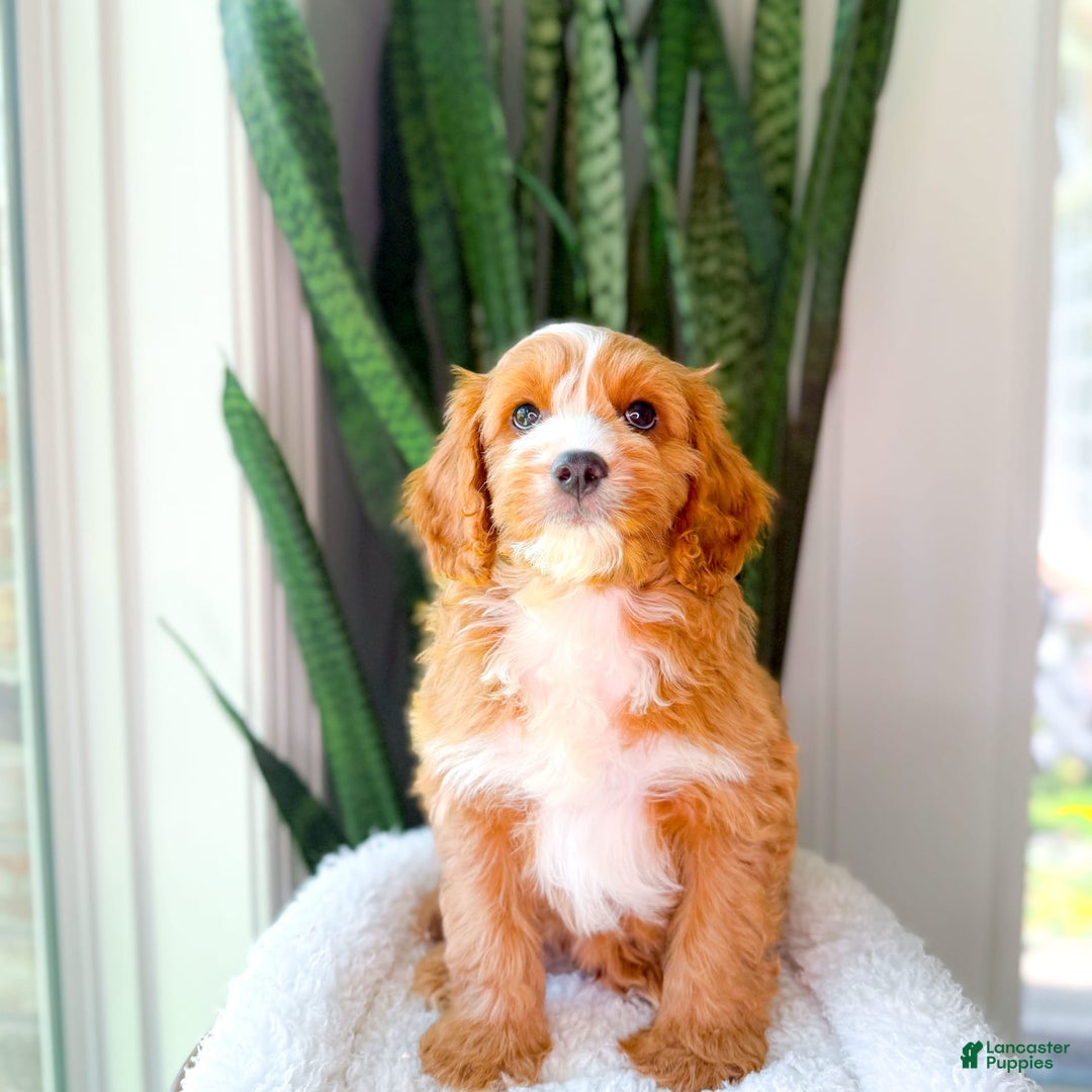 Cavapoo dogs for sale: Yukon - Image 7