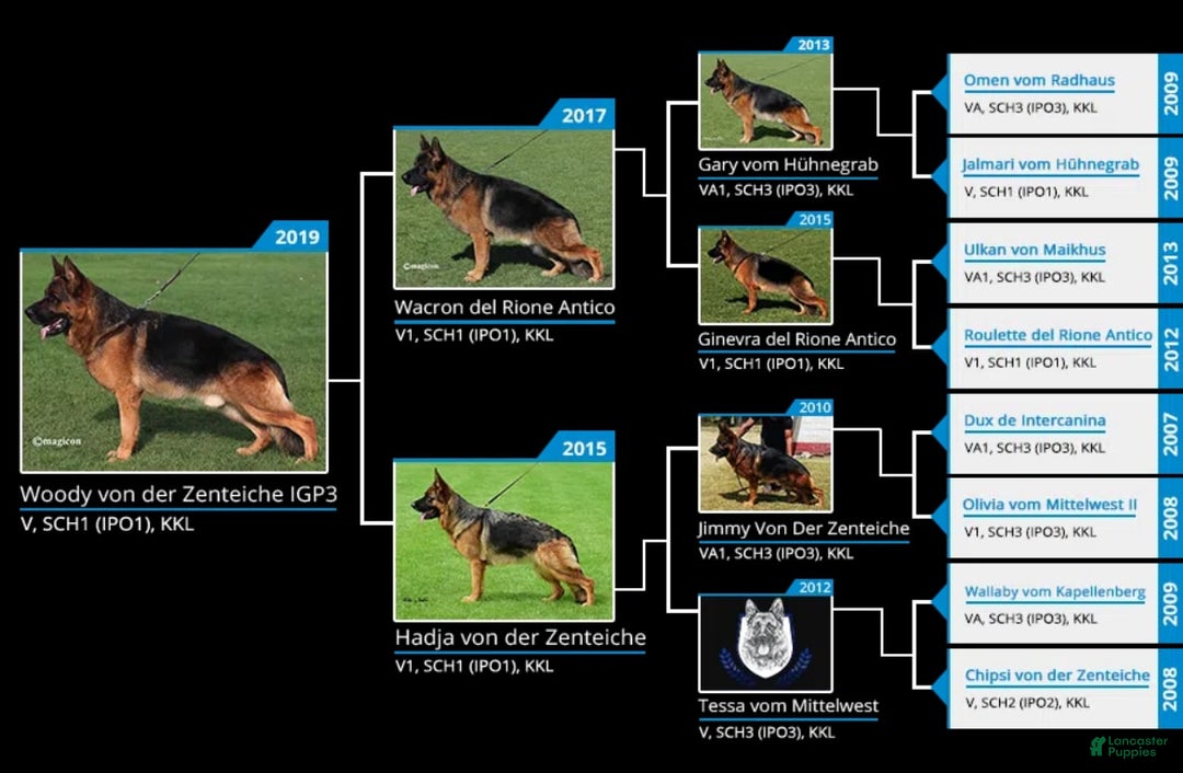 German Shepherd dogs for sale: Brown collar - Image 4