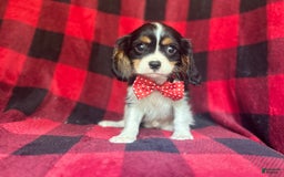 Cavalier King Charles Spaniel dogs for sale: Toto - Image 5