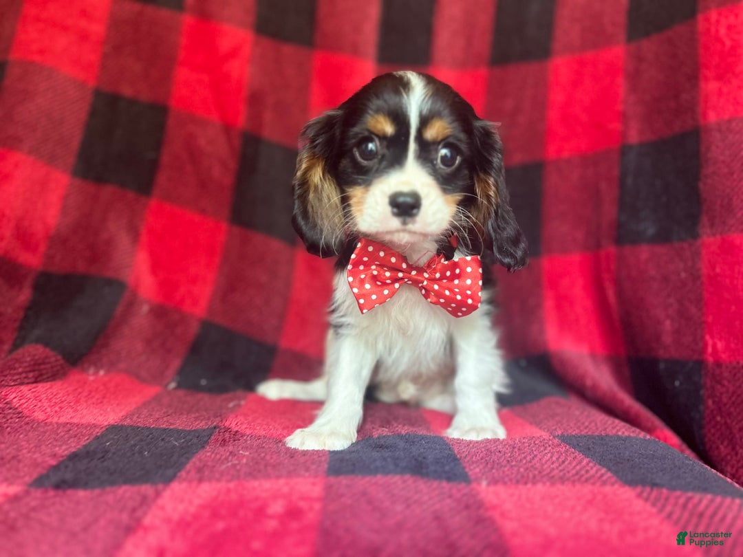 Cavalier King Charles Spaniel dogs for sale: Toto - Image 5