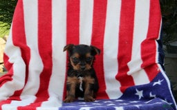 Yorkshire Terrier dogs for sale: Ellington - Image 3