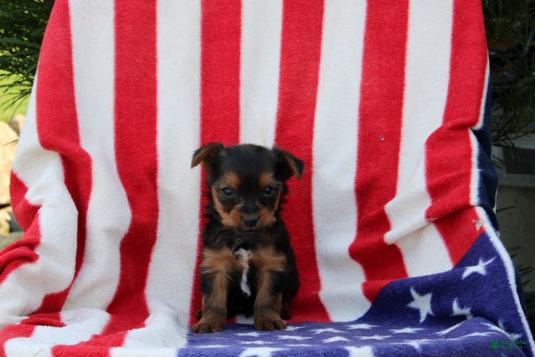 Yorkshire Terrier dogs for sale: Ellington - Image 3