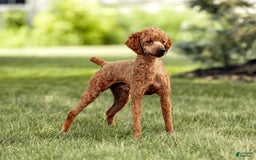 Cavalier King Charles Spaniel dogs for sale: Monty - Image 29