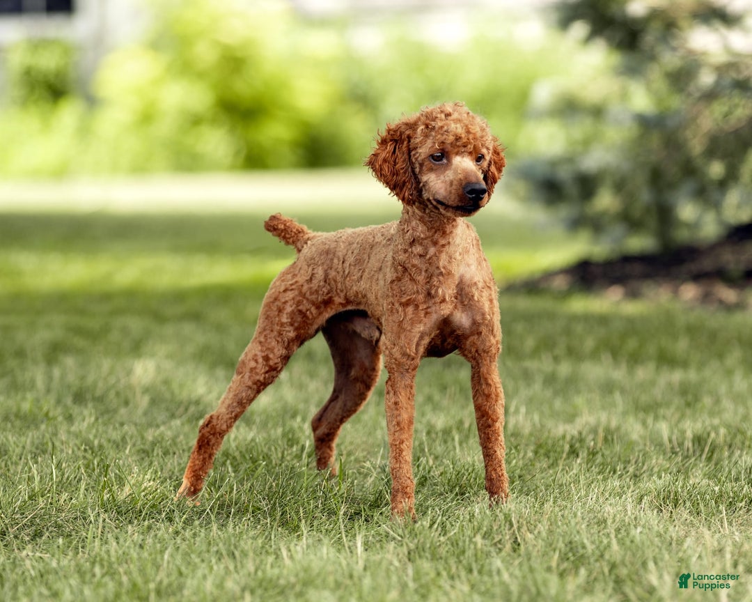 Cavalier King Charles Spaniel dogs for sale: Monty - Image 29
