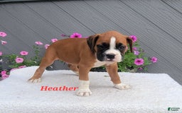Boxer dogs for sale: Heather - Image 4