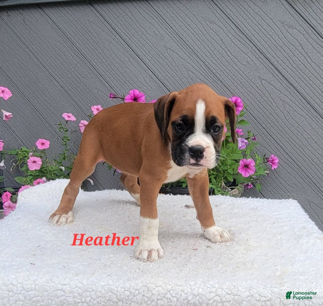 Boxer dogs for sale: Heather - Image 4