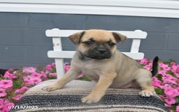Pug dogs for sale: Patsy - Image 5
