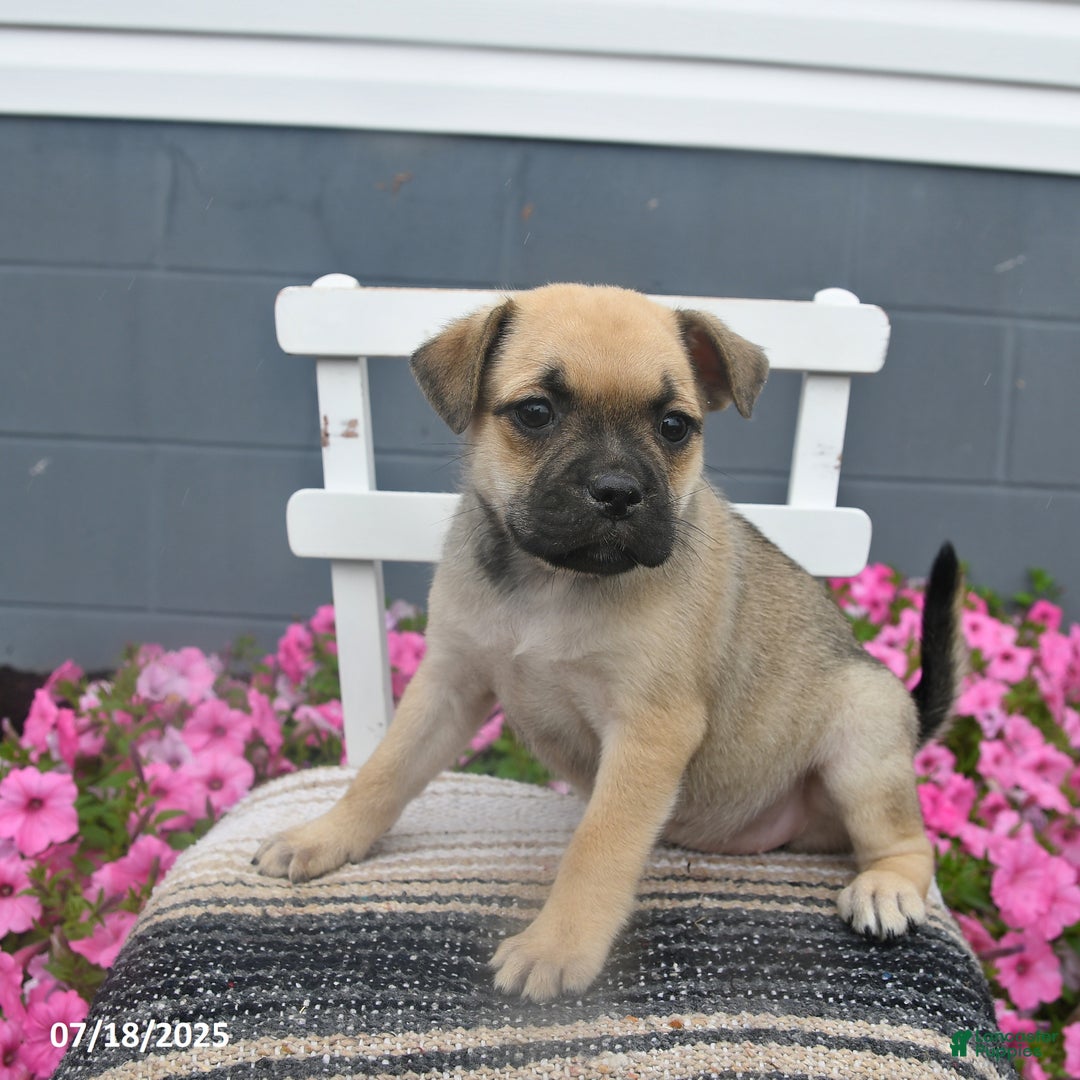 Pug dogs for sale: Patsy - Image 5