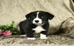Bernese Mountain Dog dogs for sale: Falcon - Image 1