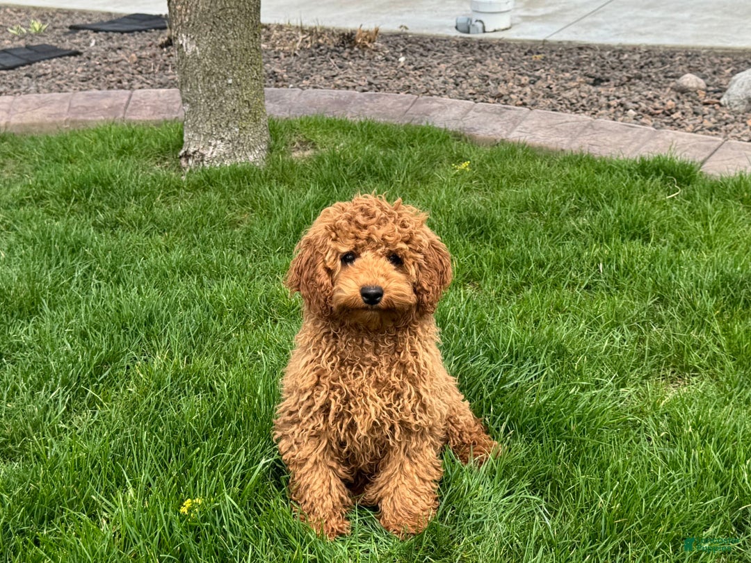 Cockapoo dogs for sale: Terry - Image 3