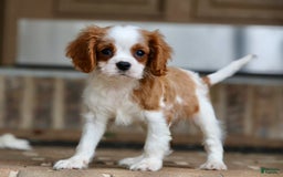 Cavalier King Charles Spaniel dogs for sale: Loki - Image 10