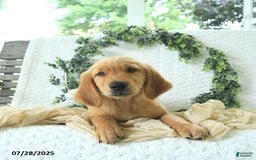 Golden Retriever dogs for sale: Adam - Image 5