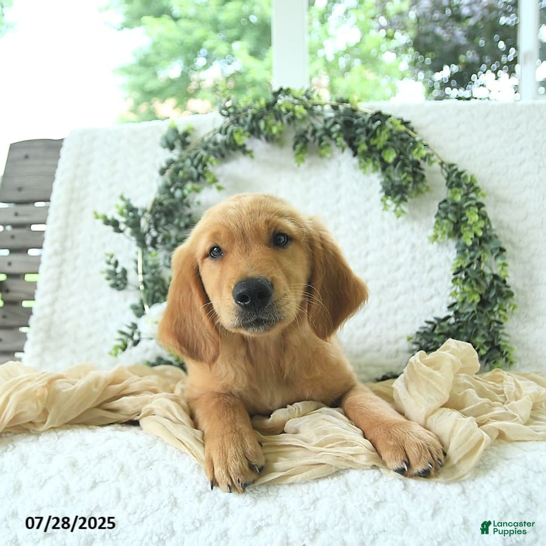 Golden Retriever dogs for sale: Adam - Image 5