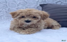 Bichpoo dogs for sale: Cassie - Image 7