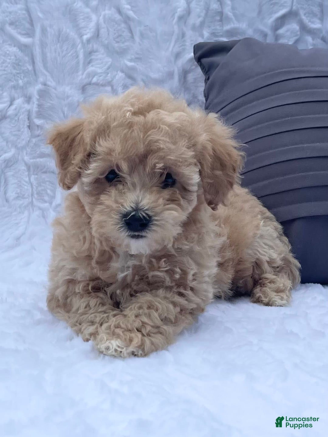 Bichpoo dogs for sale: Cassie - Image 7