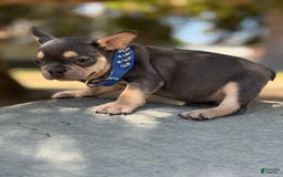 French Bulldog dogs for sale: Scooby - Image 3