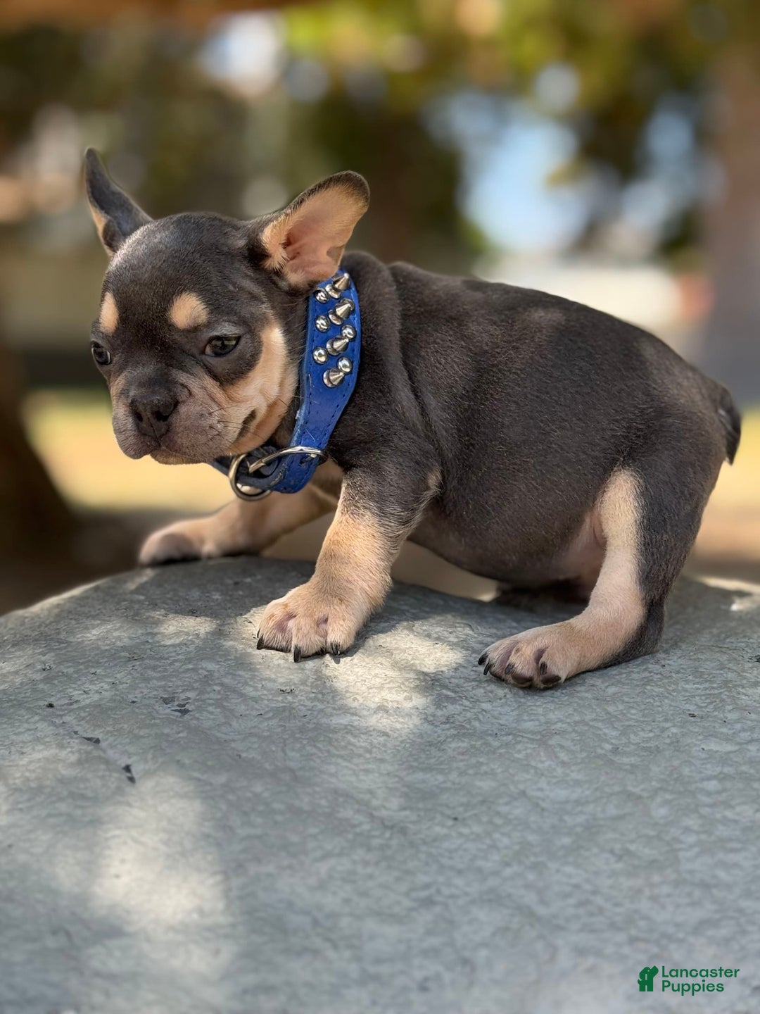 French Bulldog dogs for sale: Scooby - Image 3