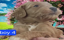 Goldendoodle dogs for sale: Max - Image 1