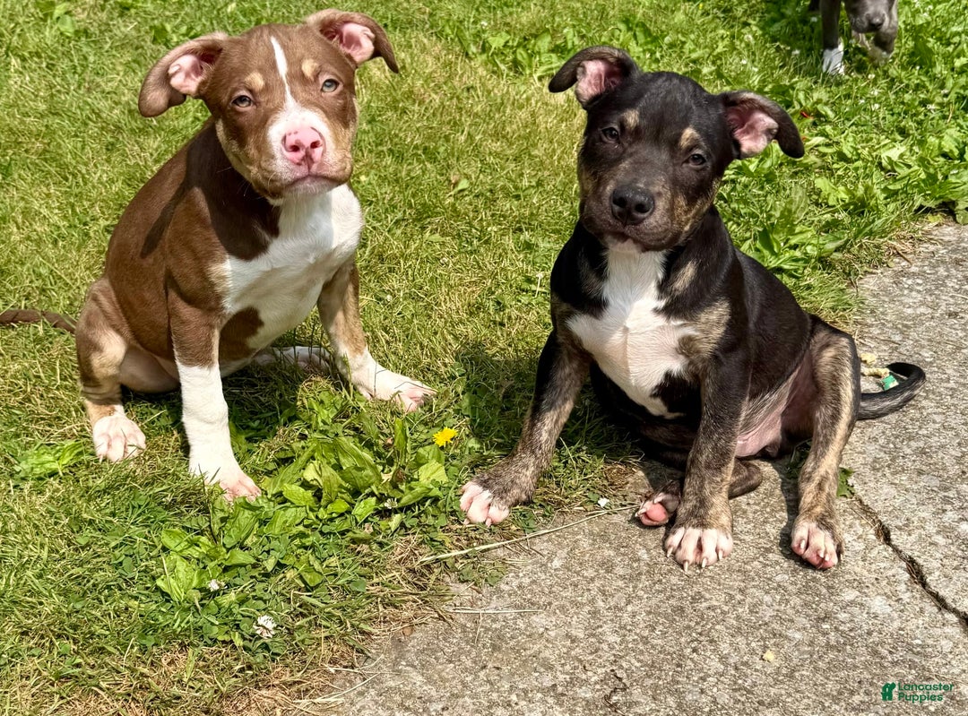 American Bully dogs for sale: Bear - Image 3