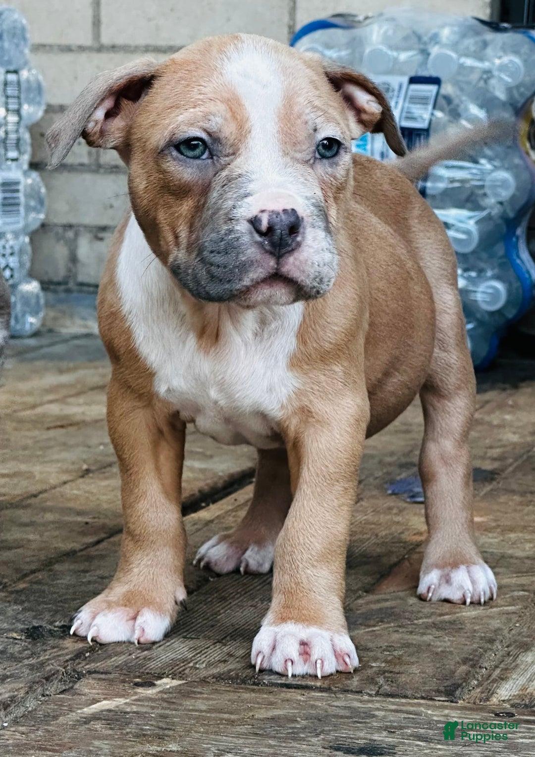 American Bully dogs for sale: Blossom - Image 11