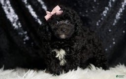 Miniature Poodle dogs for sale: Raven - Image 1