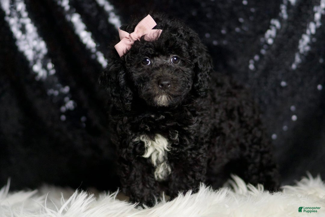 Miniature Poodle dogs for sale: Raven - Image 1