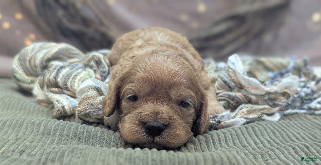 Cavapoo dogs for sale: Hera - Image 9