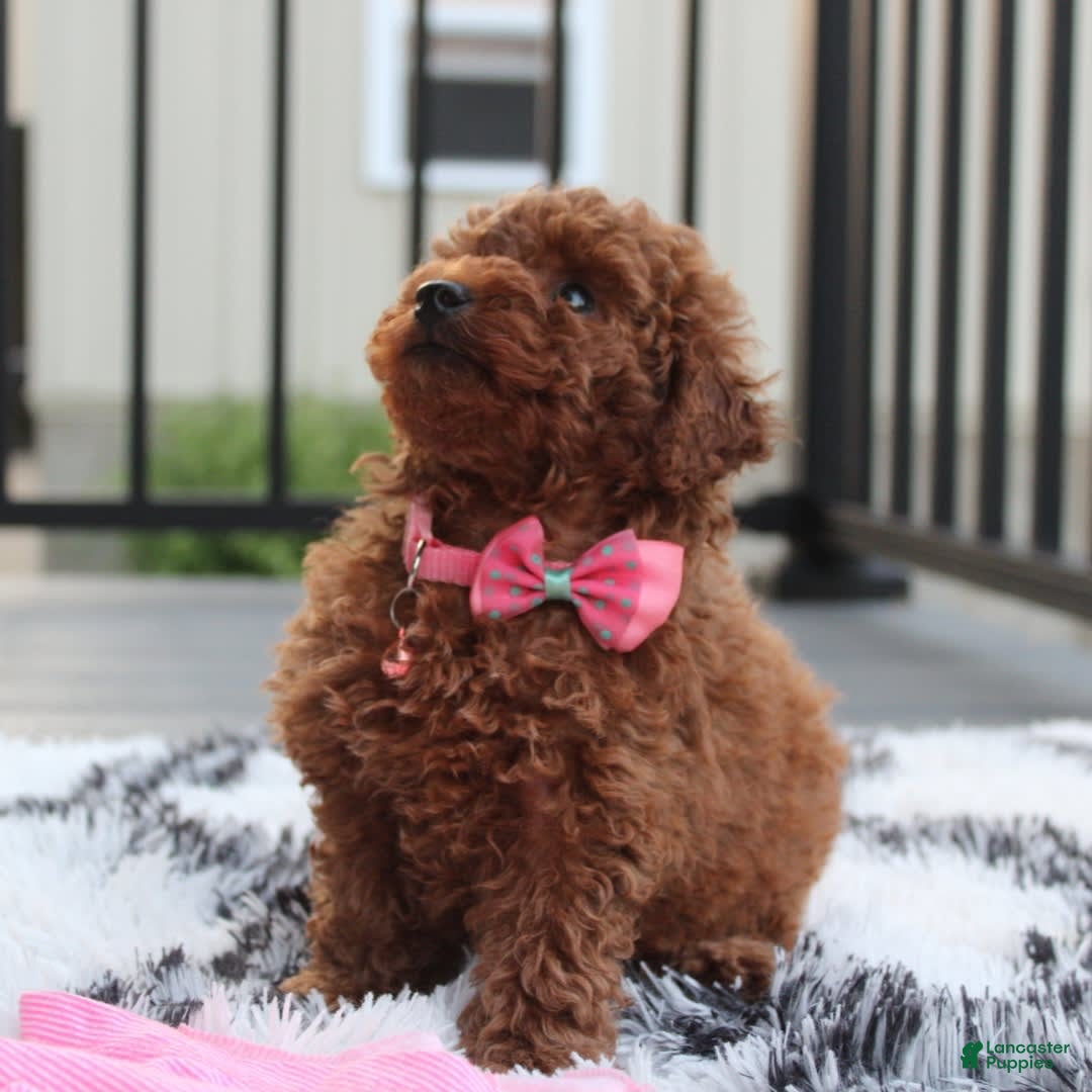 Toy Poodle dogs for sale: Haley - Image 7