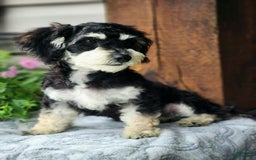 Cavapoo dogs for sale: Bingo - Image 3