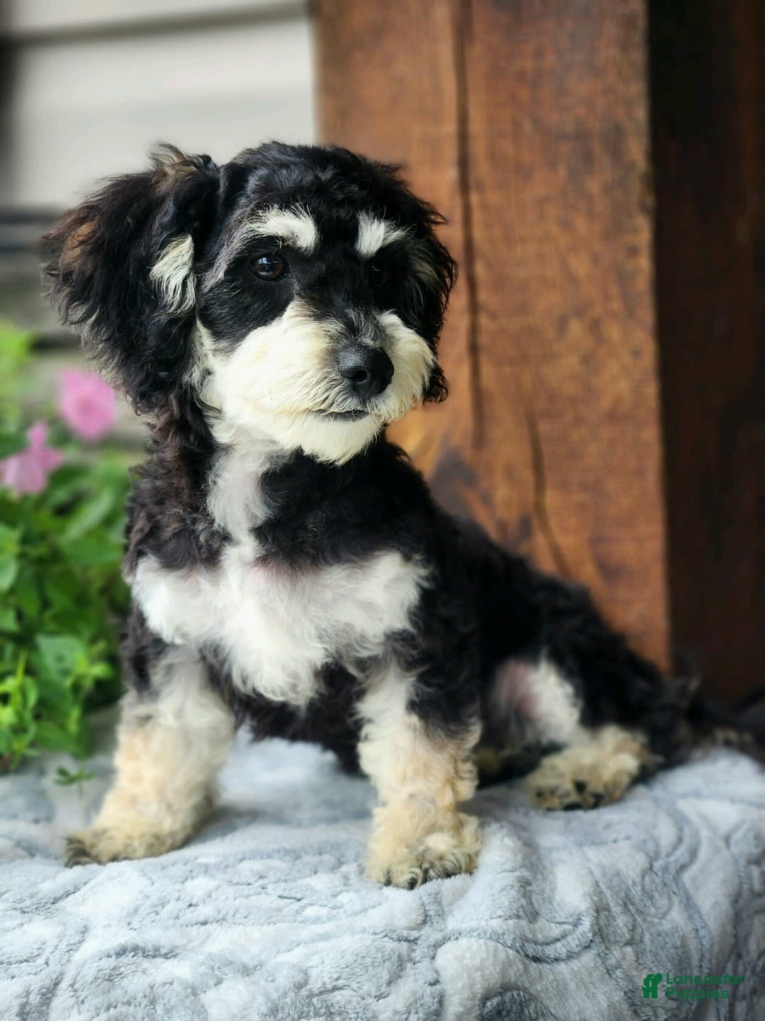 Cavapoo dogs for sale: Bingo - Image 3