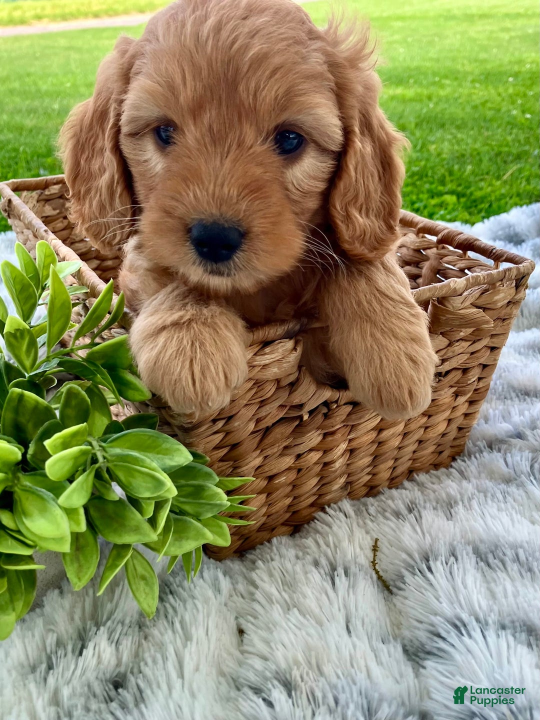 Mini Goldendoodle dogs for sale: Taffy - Image 3