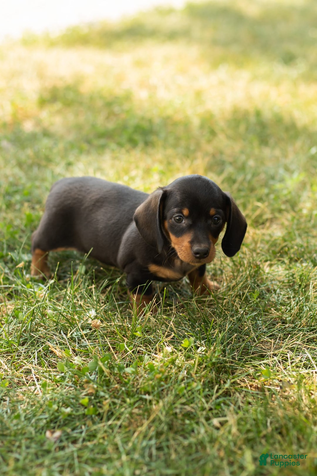 Miniature Dachshund dogs for sale: Maggie - Image 9
