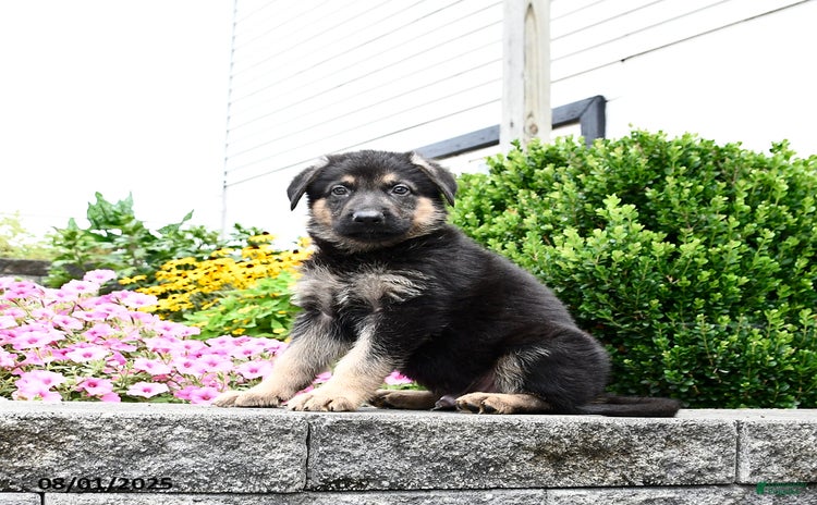 German Shepherd dogs for sale - Ad 1