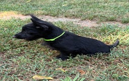 Scottish Terrier dogs for sale: Reese - Image 5