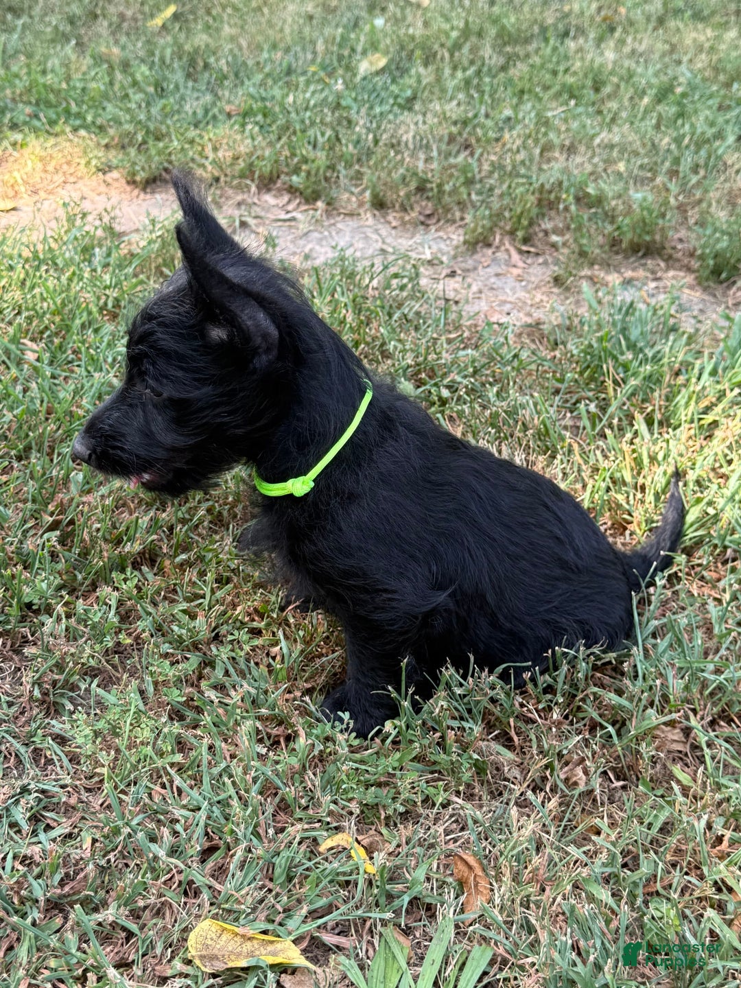 Scottish Terrier dogs for sale: Reese - Image 5