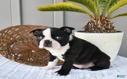 Boston Terrier dogs for sale: Domino - Image 1
