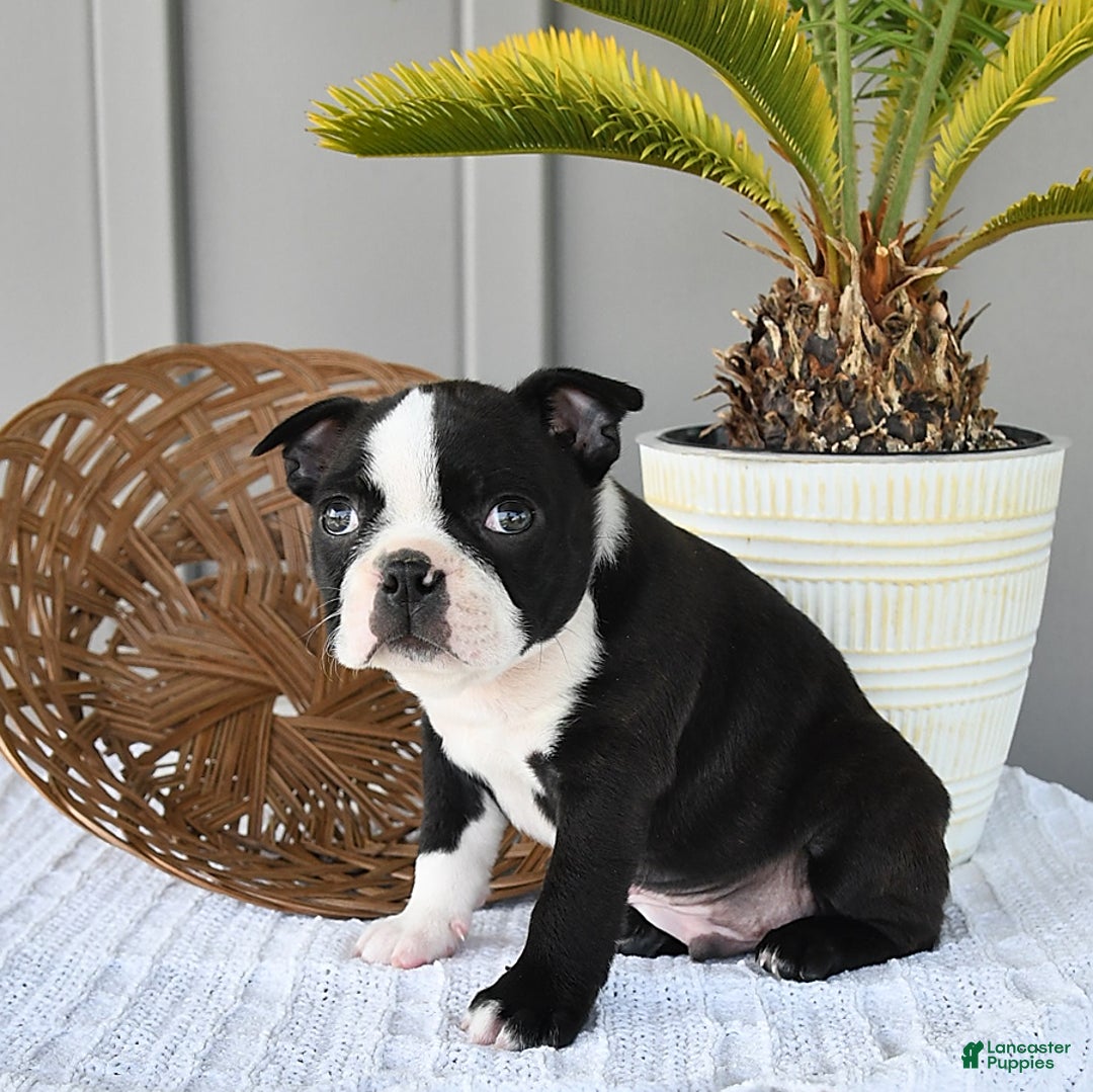 Boston Terrier dogs for sale: Domino - Image 1