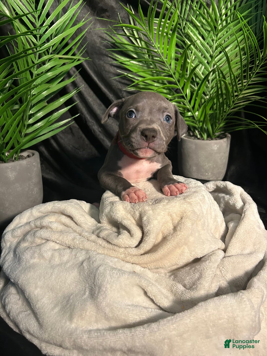 American Bully dogs for sale: Lady Bug - Image 6
