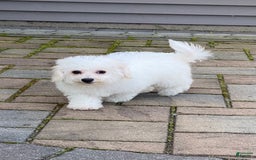 Bichon Frise dogs for sale: Bandit - Image 5